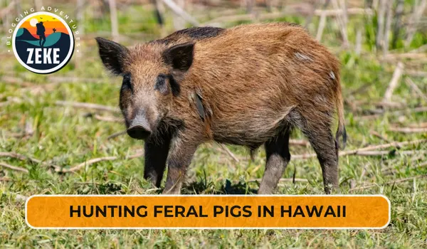 Hunting Feral Pigs in Hawaii