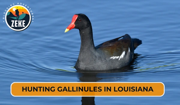 Hunting Gallinules in Louisiana