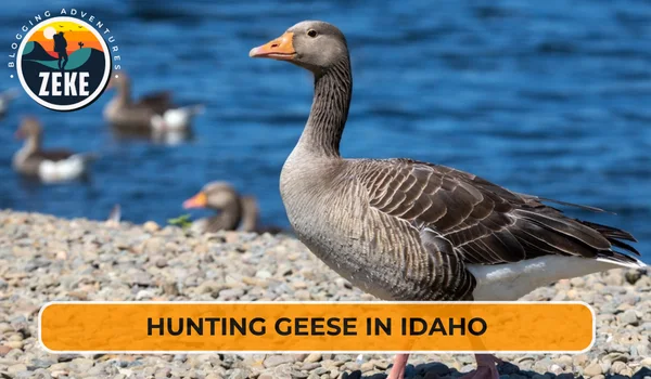 Hunting Geese in Idaho