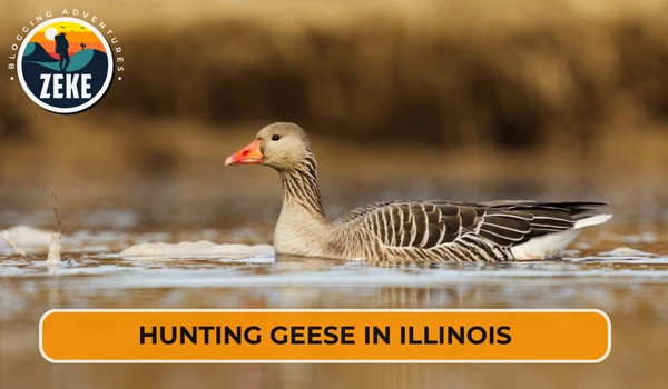 Hunting Geese in Illinois
