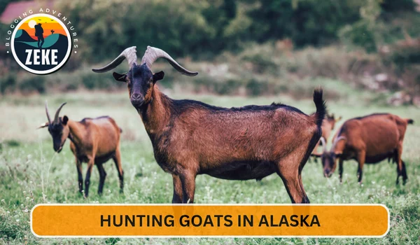 Hunting Goats in Alaska