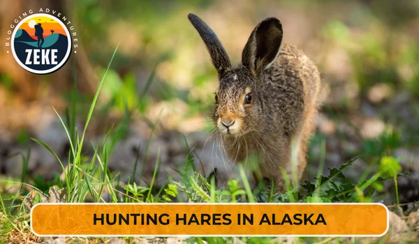 Hunting Hares in Alaska