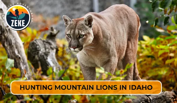Hunting Mountain Lions in Idaho