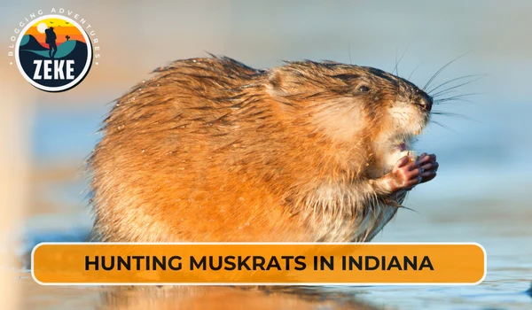 Hunting Muskrats in Indiana