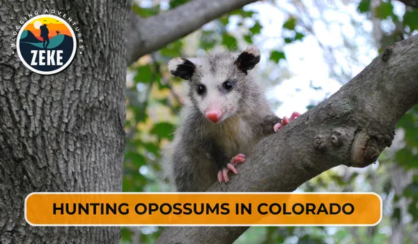 Hunting Opossums in Colorado