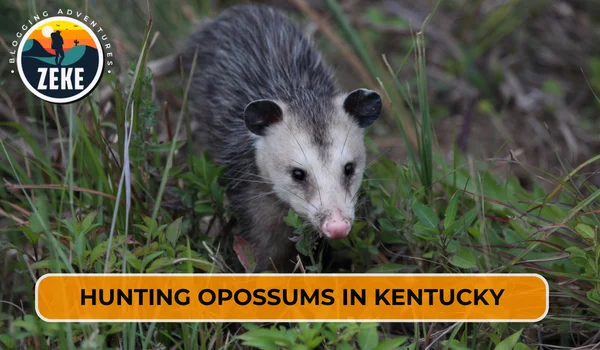 Hunting Opossums in Kentucky