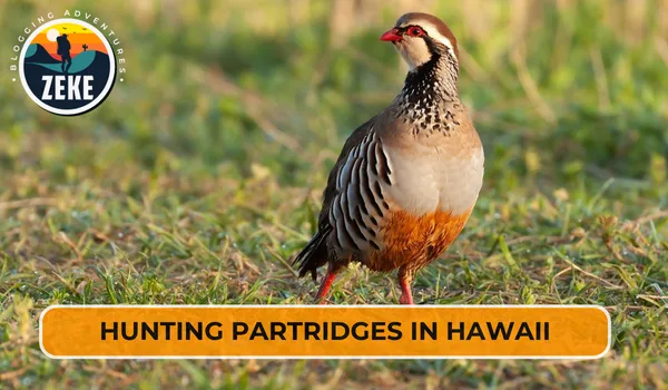 Hunting Partridges in Hawaii