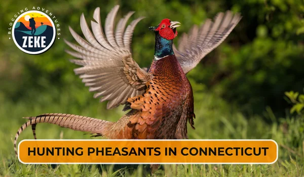 Hunting Pheasants in Connecticut