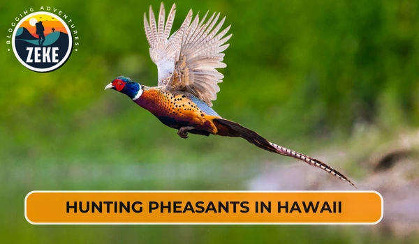 Hunting Pheasants in Hawaii