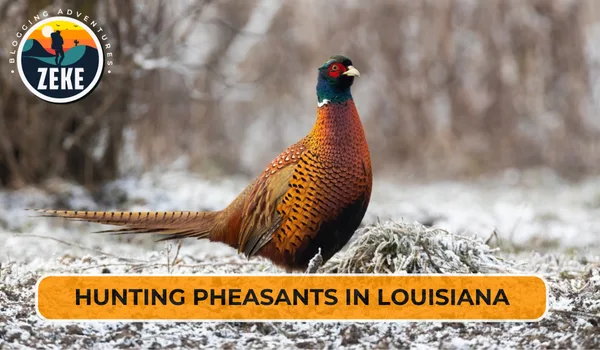 Hunting Pheasants in Louisiana