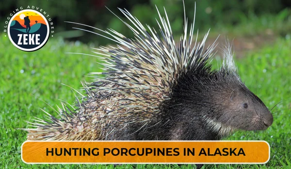Hunting Porcupines in Alaska