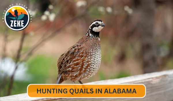 Hunting Quails in Alabama