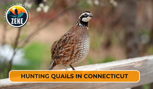 Hunting Quails in Connecticut