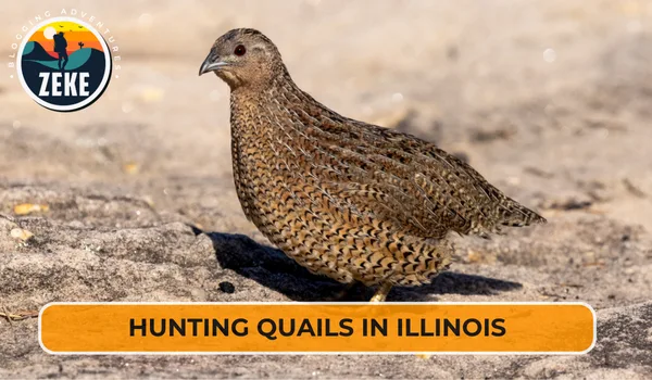 Hunting Quails in Illinois