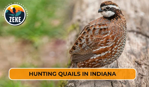 Hunting Quails in Indiana