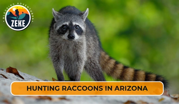 Hunting Raccoons in Arizona