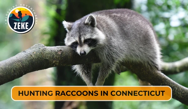 Hunting Raccoons in Connecticut