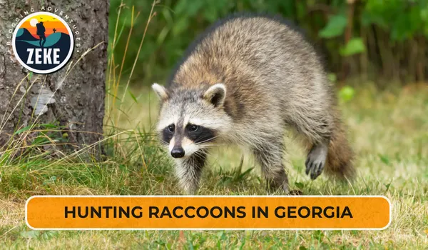 Hunting Raccoons in Georgia