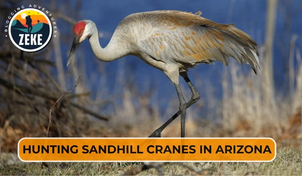 Hunting Sandhill Cranes in Arizona