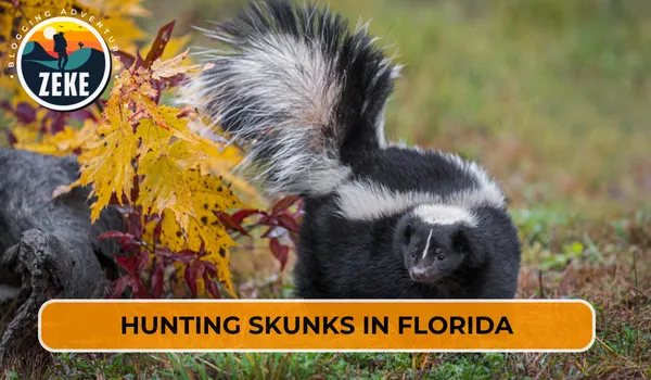 Hunting Skunks in Florida