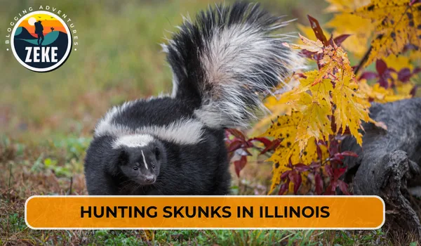 Hunting Skunks in Illinois