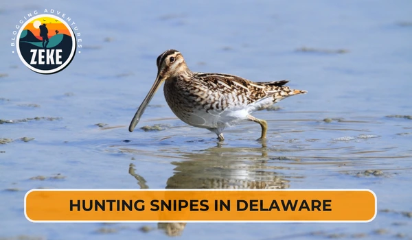 Hunting Spines in Delaware
