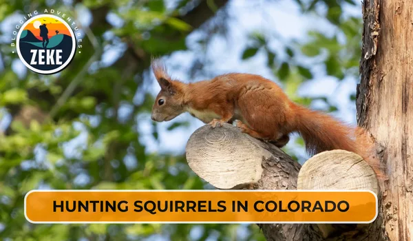 Hunting Squirrels in Colorado