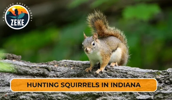 Hunting Squirrels in Indiana
