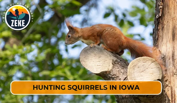 Hunting Squirrels in Iowa