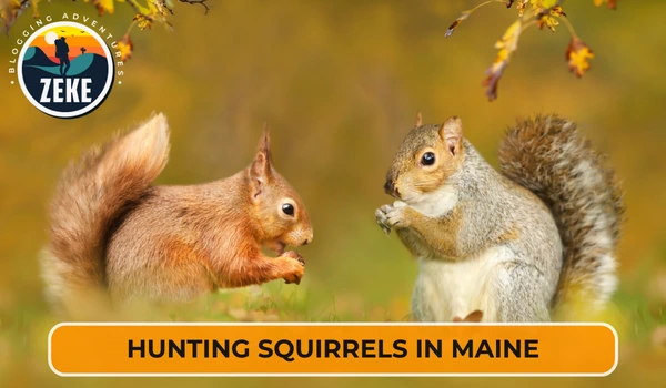 Hunting Squirrels in Maine