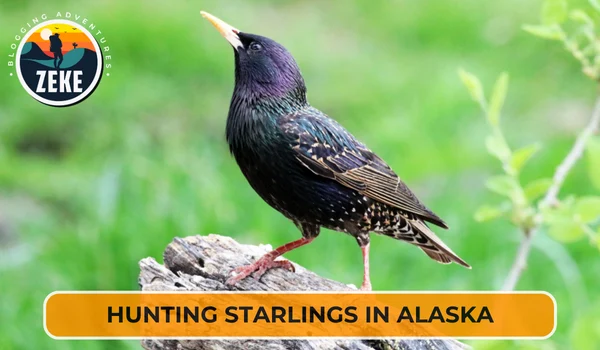 Hunting Starlings in Alaska