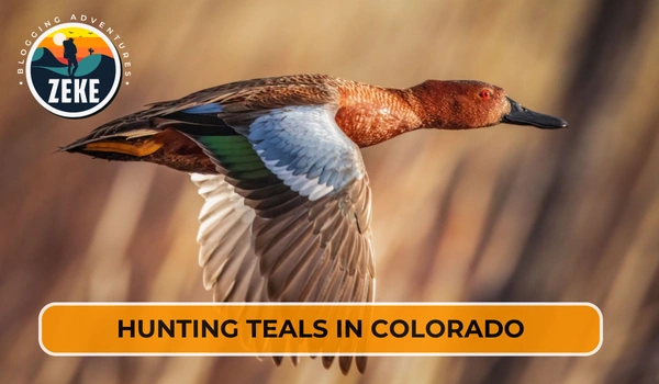 Hunting Teals in Colorado
