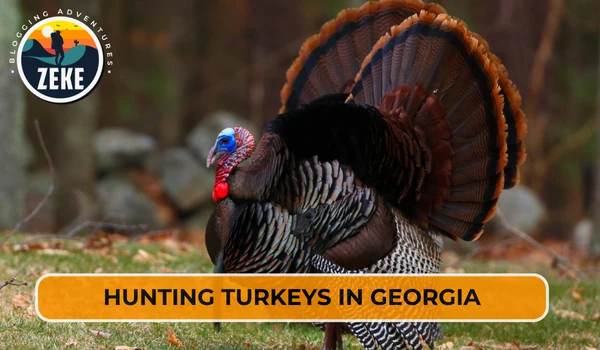 Hunting Turkeys in Georgia