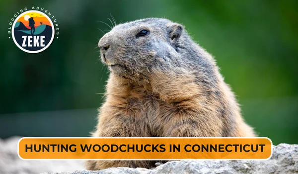 Hunting Woodchucks in Connecticut