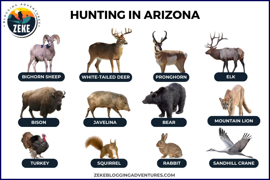 Hunting in Arizona