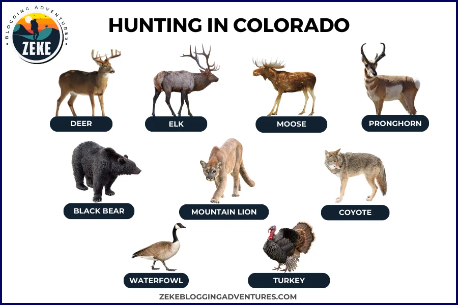 Hunting in Colorado