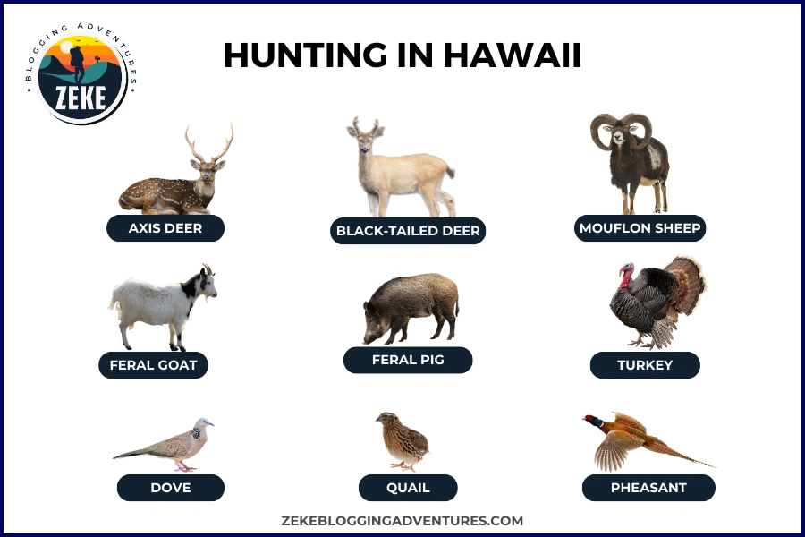 Hunting in Hawaii [Season Guide 2024] - Zeke Adventure Blog