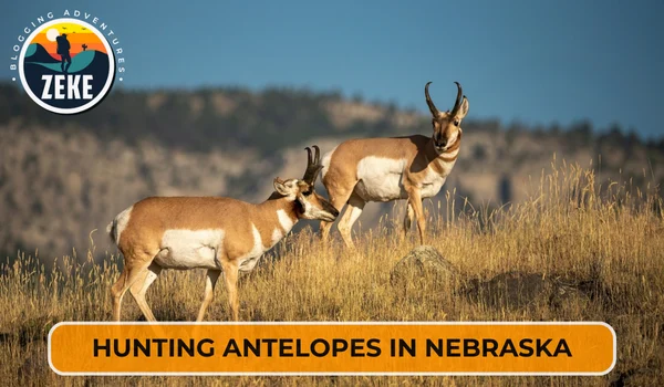 Hunting Antelopes in Nebraska