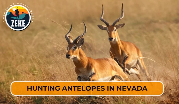 Hunting Antelopes in Nevada