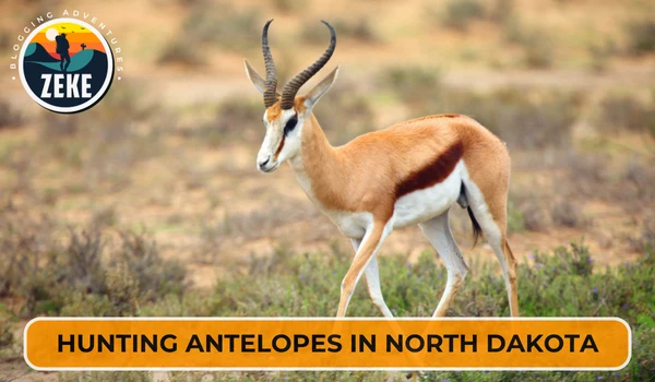 Hunting Antelopes in North Dakota