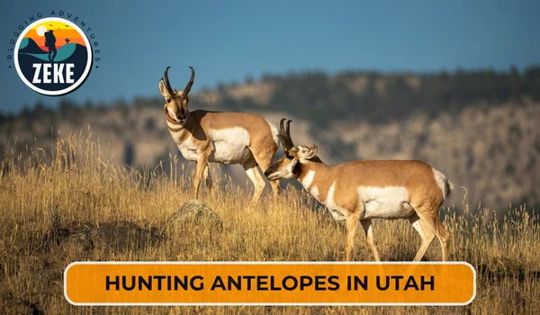 Hunting Antelopes in Utah