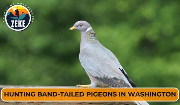 Hunting Band-tailed Pigeons in Washington