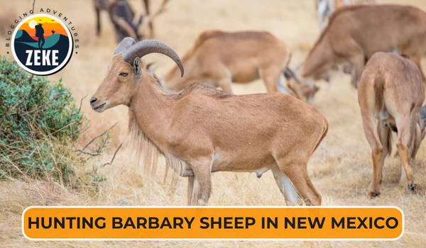 Hunting Barbary Sheep in New Mexico
