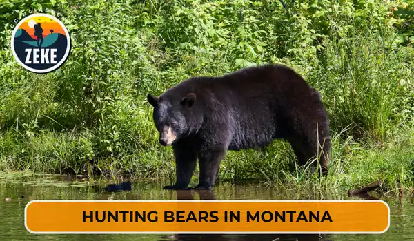 Hunting Bears in Montana