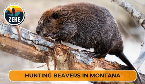 Hunting Beavers in Montana