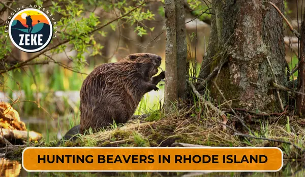 Hunting Beavers in Rhode Island