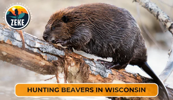 Hunting Beavers in Wisconsin