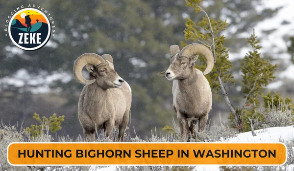 Hunting Bighorn Sheep in Washington