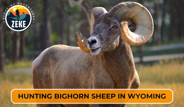 Hunting Bighorn Sheep in Wyoming