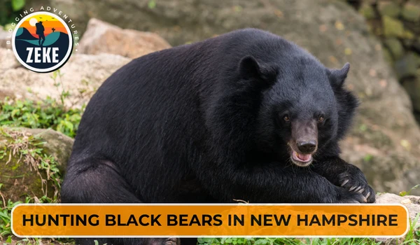 Hunting Black Bears in New Hampshire
